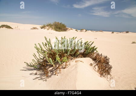 Sea spurge on the sand-dunes of the Parque Natural de las dunas de Corralejo, Fuerteventura Stock Photo