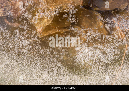 frozen trapped gas bubbles in sheet of ice decomposing organic material methane from leaves dead white lipped snail shell Stock Photo