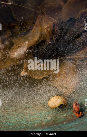 frozen trapped gas bubbles in sheet of ice decomposing organic material methane from leaves dead white lipped snail shell Stock Photo
