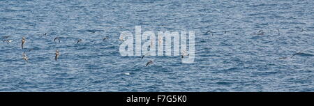Cory's shearwater, Calonectris borealis, flock in flight, between Lanzarote and Fuerteventura. Stock Photo