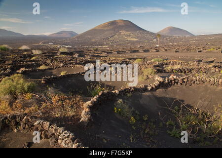 The vineyards of La Geria, on volcanic cinder, with semi-circular protecting walls, Lanzarote. Stock Photo