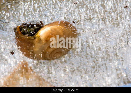 frozen trapped gas bubbles in sheet of ice decomposing organic material methane from leaves dead white lipped snail shell Stock Photo