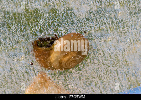 frozen trapped gas bubbles in sheet of ice decomposing organic material methane from leaves dead white lipped snail shell Stock Photo