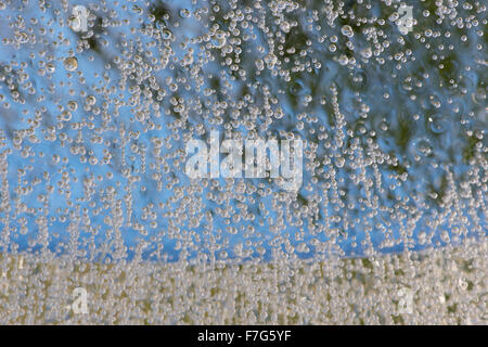 frozen trapped gas bubbles in sheet of ice decomposing organic material methane from leaves dead white lipped snail shell Stock Photo