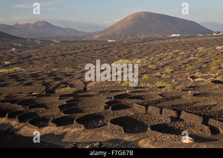 The vineyards of La Geria, on volcanic cinder, with semi-circular protecting walls, Lanzarote. Stock Photo