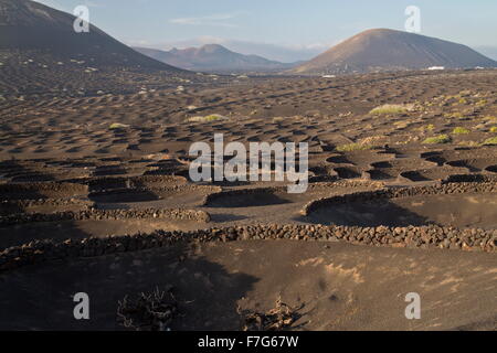 The vineyards of La Geria, on volcanic cinder, with semi-circular protecting walls, Lanzarote. Stock Photo