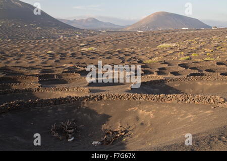 The vineyards of La Geria, on volcanic cinder, with semi-circular protecting walls, Lanzarote. Stock Photo