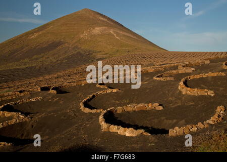 The vineyards of La Geria, on volcanic cinder, with semi-circular protecting walls, Lanzarote. Stock Photo