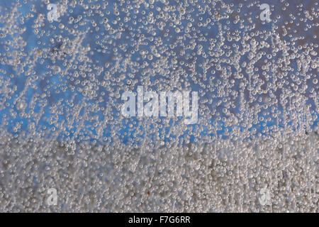 frozen trapped gas bubbles in sheet of ice decomposing organic material methane from leaves dead white lipped snail shell Stock Photo