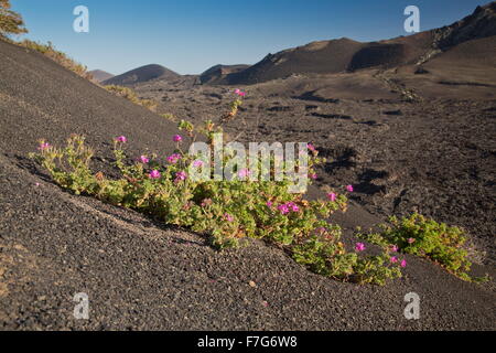Rose-scented Pelargonium or Rose Geranium. growing on lava in Lanzarote. Introduced. Stock Photo