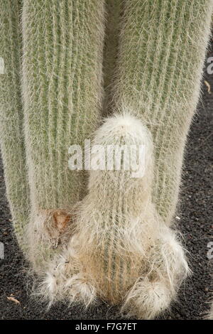 Old man cactus, Cephalocereus senilis, from mexico Stock Photo