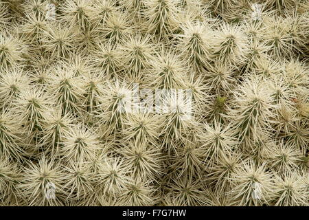 Thistle cholla, Cylindropuntia tunicata, from Mexico region. Stock Photo