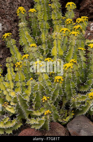 An endemic Limpopo succulent, Euphorbia barnardii in flower, South Africa Stock Photo
