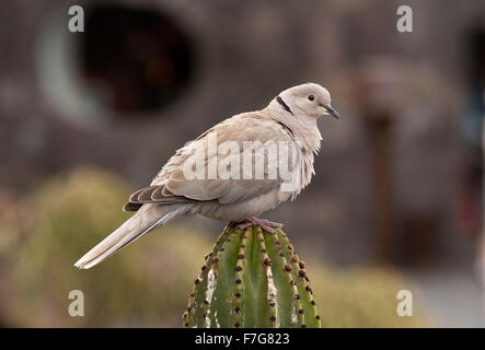 Eurasian collared dove, Streptopelia decaocto, on cactus, Lanzarote. Stock Photo