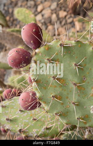 Mojave Prickly Pear, Opuntia mojavensis in fruit. Mojave desert. Stock Photo