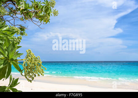 Flower of Argusia argentea or Heliotropium foertherianum on beautiful landscapes of sea and beach background under blue sky in s Stock Photo