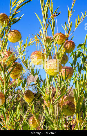 Gomphocarpus physocarpus, commonly known as Balloonplant, balloon cotton-bush, bishop's balls or swan plant. Stock Photo