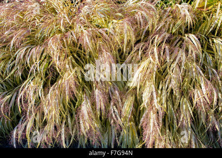 Japanese Silver Grass, Miscanthus sinensis ‘Variegatus’ Eulalia, also called Maiden Grass. Stock Photo