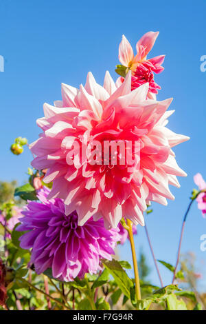 Closeup of a Pink Dahlia flower blossom. Dahlia is a genus of bushy, tuberous, herbaceous perennial plants. Stock Photo