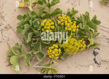 Canary Samphire, Astydamia latifolia, on coastal sand, Lanzarote. Stock Photo