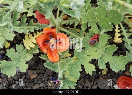 Red horned-poppy, Glaucium corniculatum, in flower, on lava soil. Lanzarote. Stock Photo