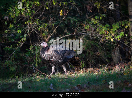 Profile of a young, jake, wild turkey, Meleagris gallopavo, a bird native to North America. Stock Photo