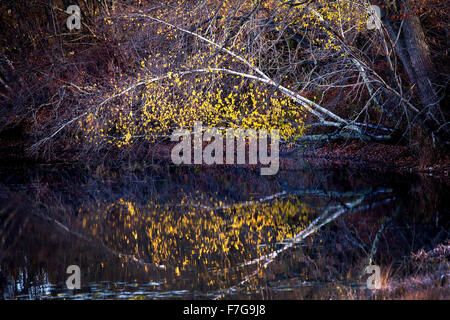A White Birch tree, Betula papyrifera, reflection of yellow leaves in a pond. Stock Photo