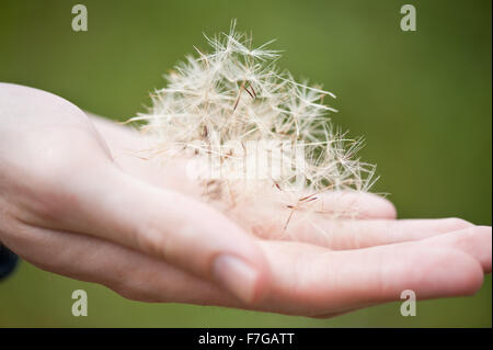 Taraxacum seeds on hand, man holding heap of dandelion shed fluffy seeds, withered perennial in the Asteraceae family... Stock Photo