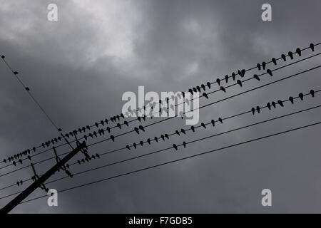 Flock of pigeons resting and lined up on hydro wires against dark clouds Stock Photo