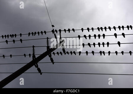 Flock of pigeons sleeping while lined up on hydro wires against dark clouds Stock Photo