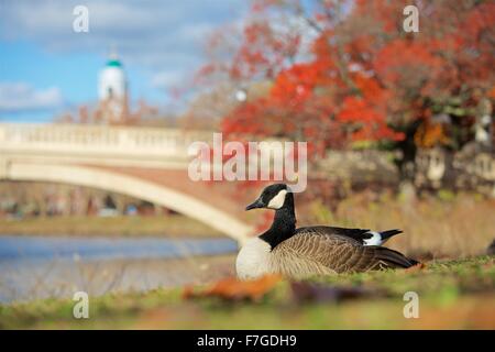 Beautiful autumn day along the Charles River at Harvard University in Cambridge, Massachusetts Stock Photo