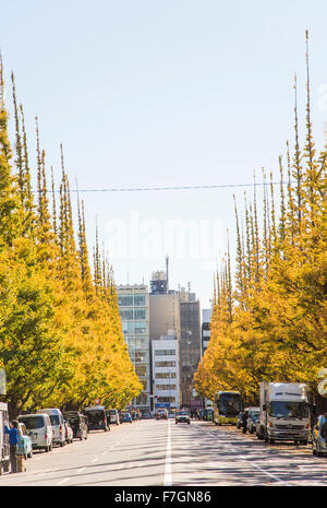 Meijijingu Gaien Ginkgo festival ,Tokyo,Japan Stock Photo