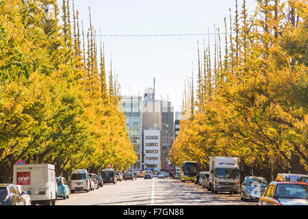 Meijijingu Gaien Ginkgo festival ,Tokyo,Japan Stock Photo