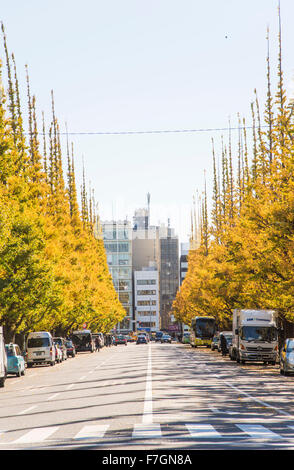 Meijijingu Gaien Ginkgo festival ,Tokyo,Japan Stock Photo