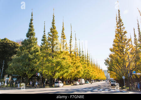 Meijijingu Gaien Ginkgo festival ,Tokyo,Japan Stock Photo