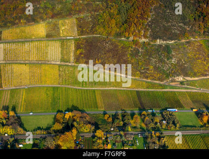 Weinhang Forstberg, Leutesdorf, municipality Neuwied, Rhine Valley with vineyards and golden vine leaves, vineyards, the Rhine