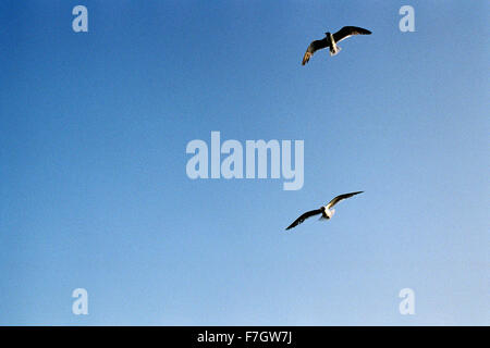 The birds are flying in the blue sky Stock Photo - Alamy