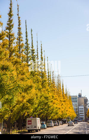 Meijijingu Gaien Ginkgo festival ,Tokyo,Japan Stock Photo