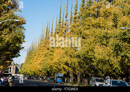 Meijijingu Gaien Ginkgo festival ,Tokyo,Japan Stock Photo