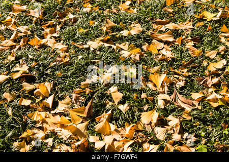 Meijijingu Gaien Ginkgo festival ,Tokyo,Japan Stock Photo