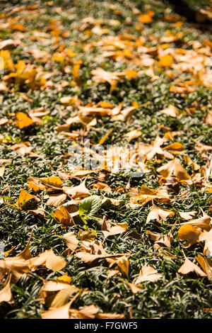 Meijijingu Gaien Ginkgo festival ,Tokyo,Japan Stock Photo