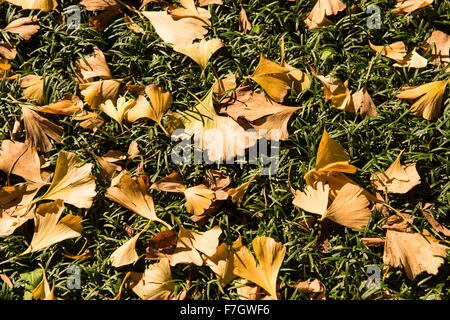 Meijijingu Gaien Ginkgo festival ,Tokyo,Japan Stock Photo