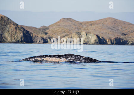 pr0017-D. Gray Whale (Eschrichtius robustus). barnacle covered back. Magdalena Bay, Baja, Mexico. Photo Copyright © Brandon Cole Stock Photo