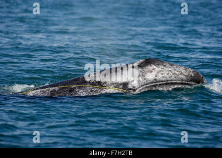 pr0251-D. Gray Whale (Eschrichtius robustus) breaching. Juvenile is entangled in a fisherman's line. Pacific Ocean. Stock Photo