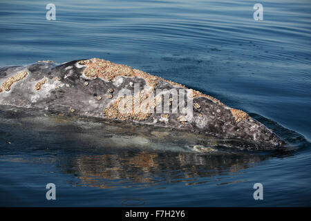 pr5018-D. Gray Whale (Eschrichtius robustus). Head is covered with barnacles (Cryptolepas rhachianecti) and cyamid whale lice.