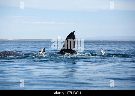 pr5227-D. Gray Whales (Eschrichtius robustus), a mating group- two males and one female. San Ignacio Lagoon, Baja, Mexico. Stock Photo