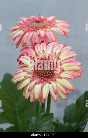 Gerbera jamesonii - burst of colour Stock Photo