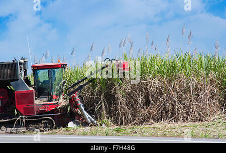 a red cane harvester cutting sugar cane Stock Photo