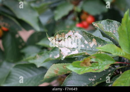 Pear and Cherry slug worm on cherry leaves Stock Photo