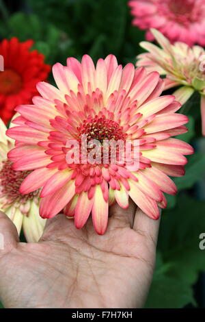 Left hand touching Gerbera jamesonii - burst of colour Stock Photo
